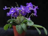 Streptocarpus sp. 1