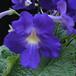 Streptocarpus sp. 4