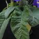 Streptocarpus sp. 5