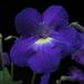 Streptocarpus sp SIf