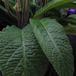 Streptocarpus sp SIl