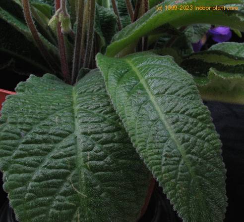 Streptocarpus sp SIl