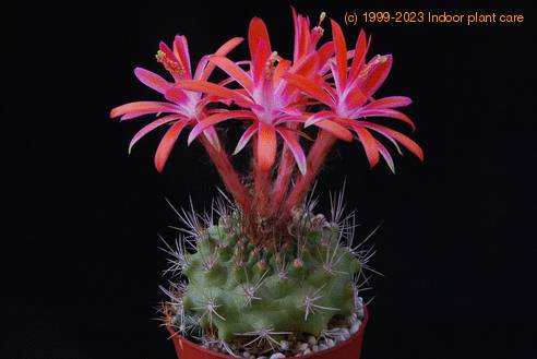 Submatucana paucicostata SIb