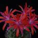 Submatucana paucicostata SIf