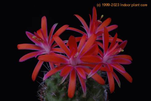Submatucana paucicostata SIf