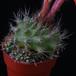 Submatucana paucicostata SIt