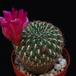Sulcorebutia verticillacantha