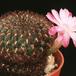 Sulcorebutia verticillacantha v minima-545