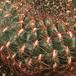 Sulcorebutia verticillacantha v minima-547