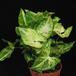 Syngonium pixie