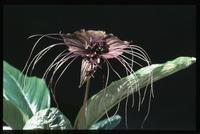 Tacca chantrieri 2005