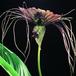 Tacca chantrieri SIf