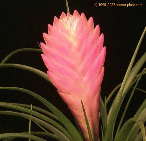Tillandsia cyanea 1
