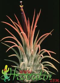 Tillandsia ionantha 'fuego' 1815