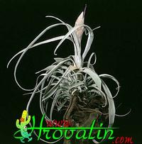 Tillandsia streptophylla 1808