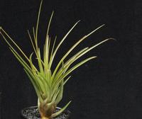 Tillandsia tricolor v melanocrater-RBT