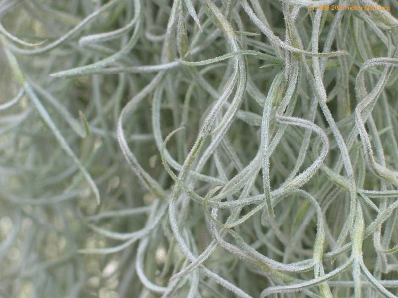 Tillandsia usneoides Spanish moos Dendropogon