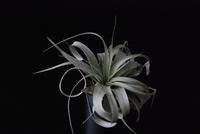Tillandsia xerografica-427