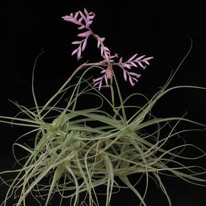 Tillandsias - Air plants