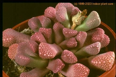 Titanopsis