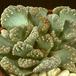 Titanopsis