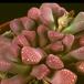 Titanopsis