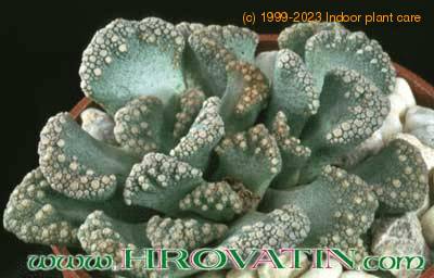 Titanopsis fulleri 1516