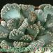 Titanopsis fulleri 1516