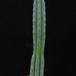 Trichocereus pachanoi-2