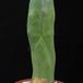 Trichocereus pachanoi 3
