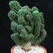 Trichocereus pachanoi f. cristata