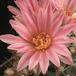 Turbinicarpus pseudomacrochele-804