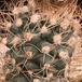 Turbinicarpus pseudomacrochele-805