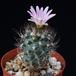 Turbinicarpus pseudomacrochele ssp lausseri