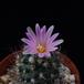 Turbinicarpus pseudomacrochele ssp lausseri-flower