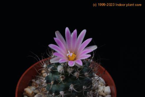 Turbinicarpus pseudomacrochele ssp lausseri-flower