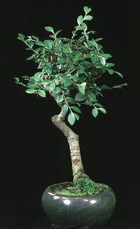Ulmus parvifolia 2625