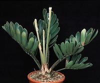 Zamia furfuracea 1674