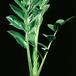 Zamioculcas zamifolia 1853
