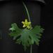 Zygosicyos tripartitus flower