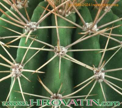 Acanthocalycium spiniflorum thorn 276