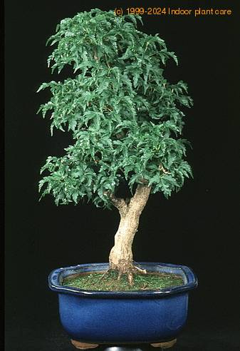 Acer palmatum shishigashira 2622