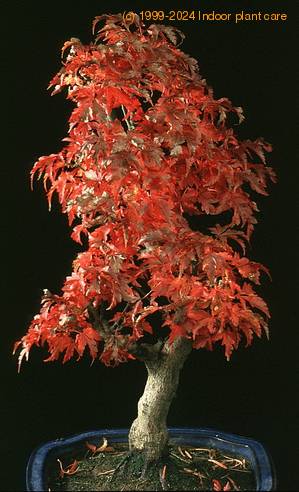 Acer palmatum shishigashira
