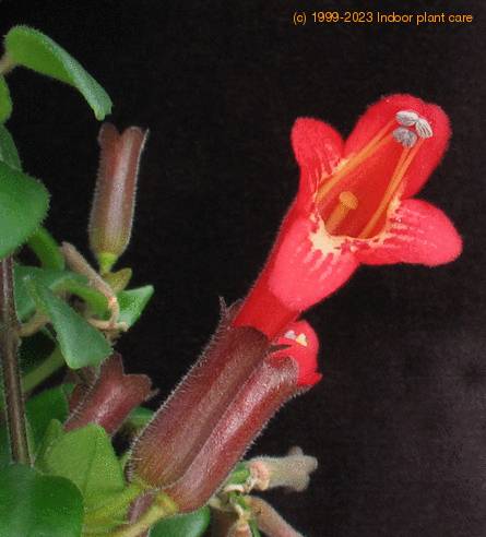 Aeschynanthus lobbianus SIf1