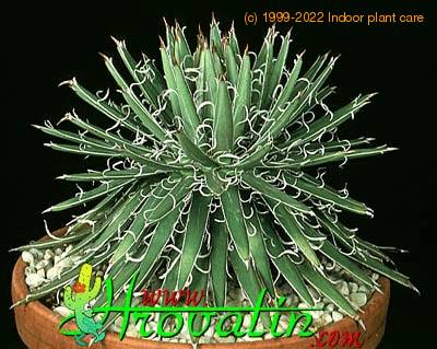 Agave parviflora 1173