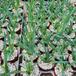 Aloe arborescens 3