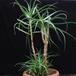 Aloe arborescens9 SIb