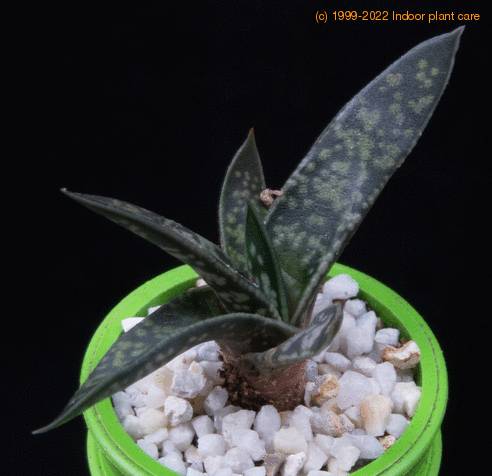 Aloe cv MOP 2