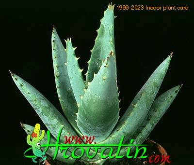 Aloe clavifolia 1179