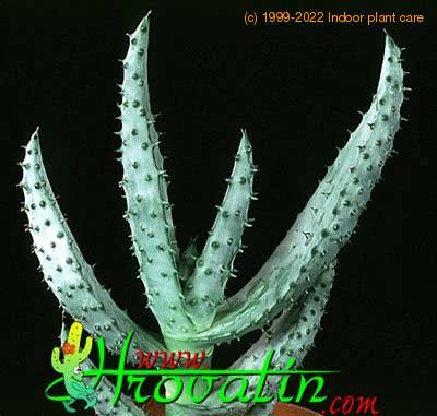 Aloe ferox 1165